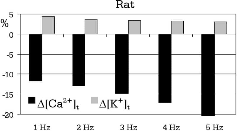 Figure 1: Transient changes in tubular [Ca2+] and [K+] ions at various frequencies relative to external ionic concentration: rat ([Ca2+]e=1.2 mM [K+]e=5.4 mM) guinea pig ([Ca2+]e=1.8 mM [K+]e=5.4 mM). Note different vertical scales in the two panels.