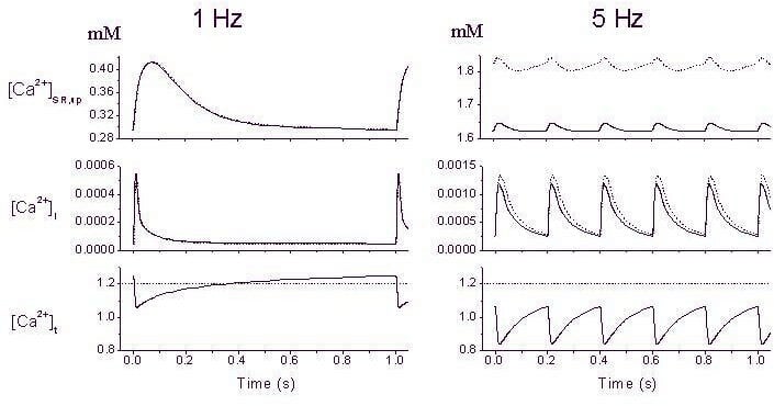Figure 1. [Ca] in the uptake compartment of the sarcoplasmic reticulum (top) cell cytoplasm (middle) and t-tubule lumen (bottom) in the presence (solid line) and absence (dotted line) of t-tubules during stimulation at 1 Hz (left) and 5 Hz (right) at a bulk extracellular [Ca] of 1.2 mM (indicated by the horizontal dashed line in the lower panels).