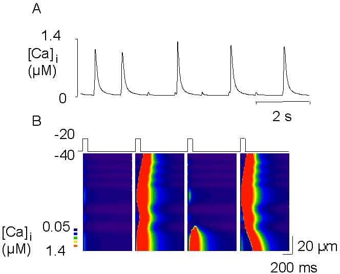 Figure 1. A. [Ca]i from a single element of the RyR cluster pulses of 100 ms at 1 Hz were applied for the first 2 s from -40 mV to 0 mV and thereafter from -40 mV to -20 mV. B. Line scan of [Ca]i showing non-uniform nature of large releases during alternans.