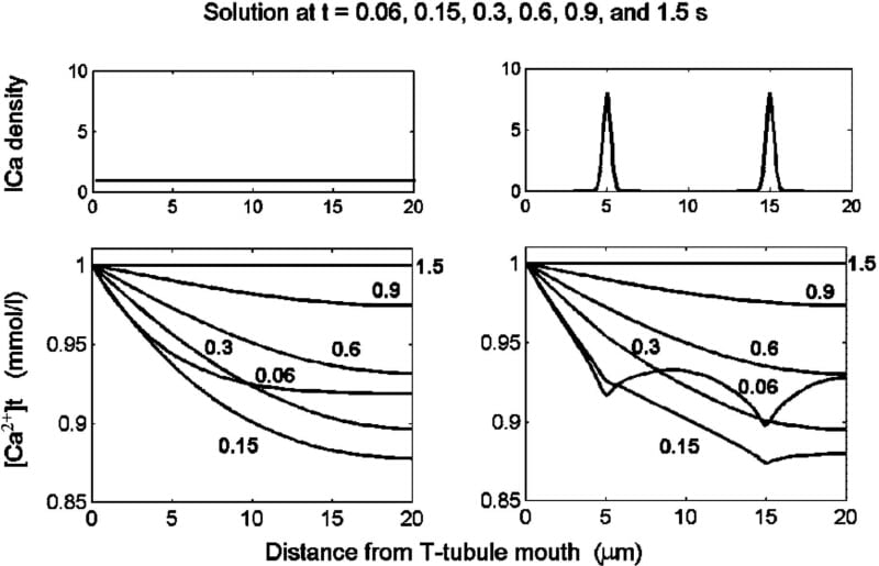 Figure 1: Depletion of Ca2+ in the t-tubule lumen induced by activation of ICa