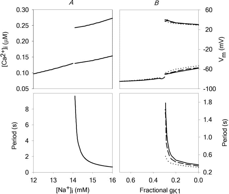 Figure 1: Bifurcation diagrams (top) showing steady states and oscillation amplitudes of (A) [Ca2+]i in the LRd00 calcium subsystem with [Na+]i as the bifurcation parameter and (B) membrane potential in epicardial (solid line) M (dotted line) and endocardial (dashed line) LRd00 cells with fractional gK1 as the bifurcation parameter. The corresponding periods of the oscillations are also shown (bottom).