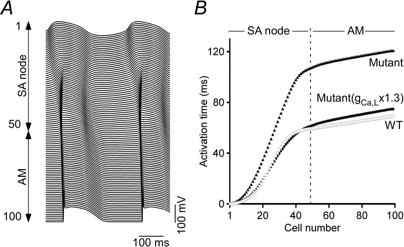 Figure 1. Activation time of the 100 cells in the one dimensional model. AM atrial muscle.