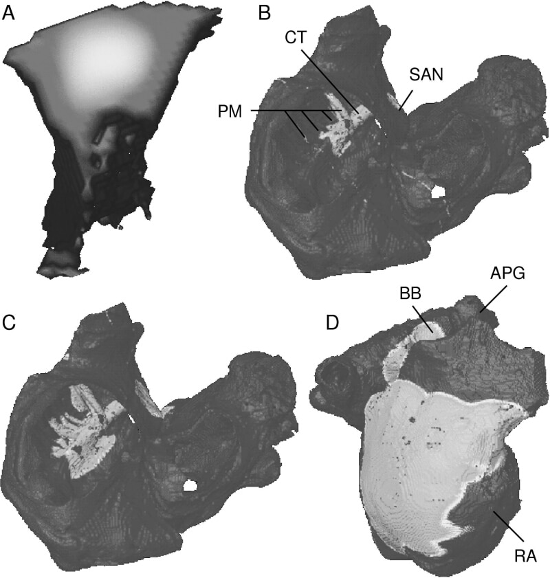 Figure 1: Gray-coded transmembrane voltage during excitation propagation in human atria. (A) SAN visualised only: Activation starts in the centre of the SAN; (B+C) View trough valves: Excitation spreads along CT and PM; (D) Lateral view: Right atrium and left via BB gets activated.