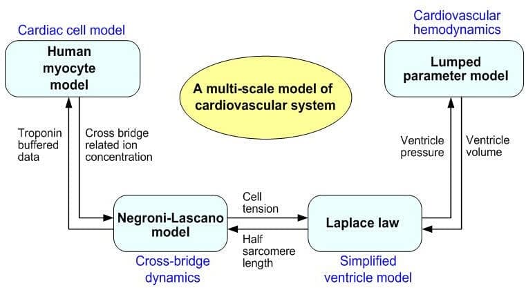 Schematic diagram of a multi-scale model of circulation