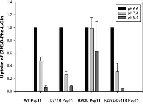 Figure 1: Normalized data plotted to describe the effect of extracellular acidification in the uptake of the dipeptide [3H]-D-Phe-L-Gln by WT-PepT1 by D341R-PepT1 by R282E-PepT1 and by R282E/D341R-PepT1 mutants.