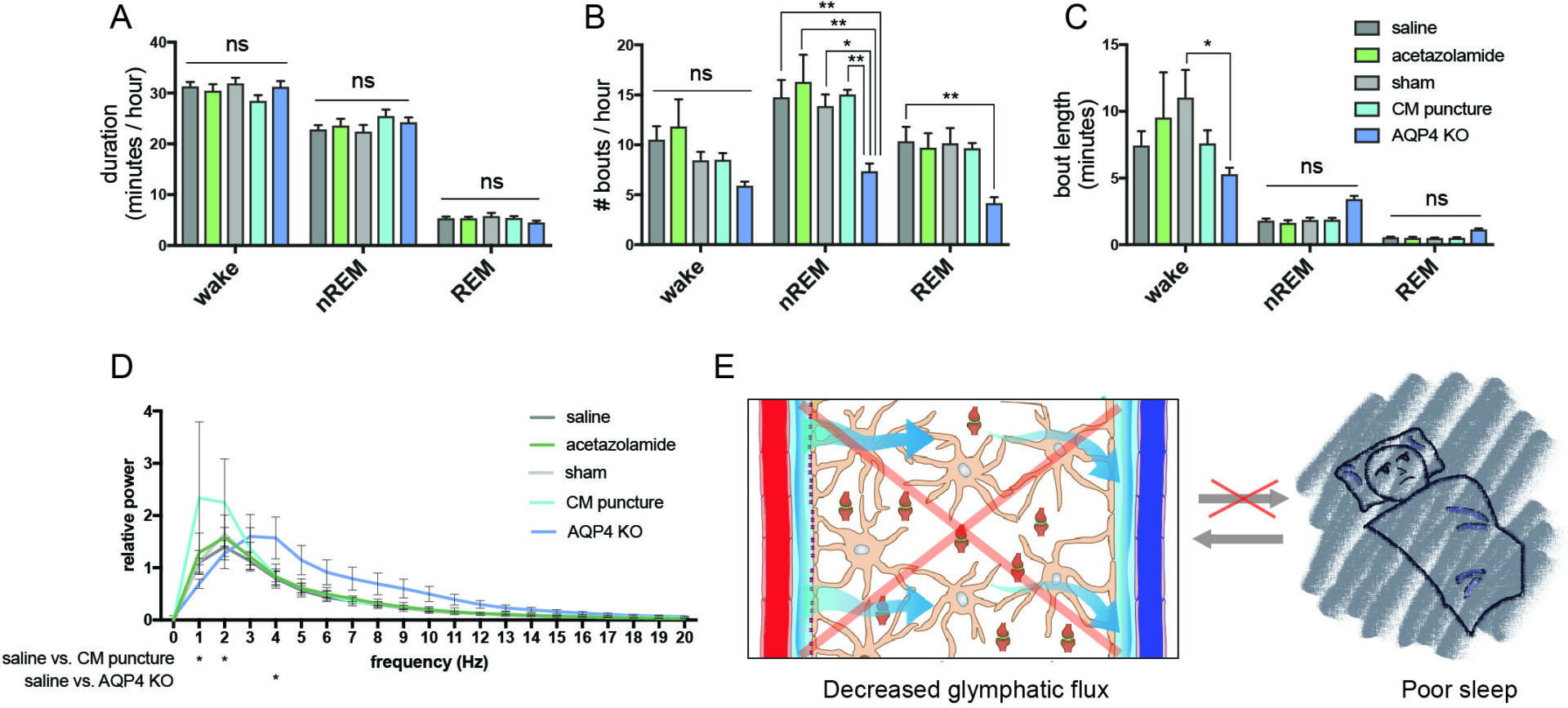 Figure 1. EEG analysis of sleep in control mice (saline injections or sham surgery) and mice with impaired glymphatic function (acetazolamide injections (20 mg/kg), CM puncture, AQP4 KO). (A) average duration/hour of wake, nREM, and REM sleep. (B) average number of bouts/hour for each state. (C) average bout length for each state. Two-way Anova and Tukey's test, n=5. (D) normalized power spectrum of nREM sleep during the first 4 hours of the light period following glymphatic manipulations. Two-way Anova and Dunnet's test, n=4-5. (E) these results indicate that there is a one-way relationship between sleep and glymphatic flux, as sleep drives glymphatic clearance but impaired glymphatic flux does not acutely decrease sleep stability. Error bars are mean +/- SEM. Significance is shown as * = p<0.05, ** = p<0.01 and *** = p<0.001. CM = cisterna magna, AQP4 = aquaporin-4, KO = knockout, ns = not significant.
