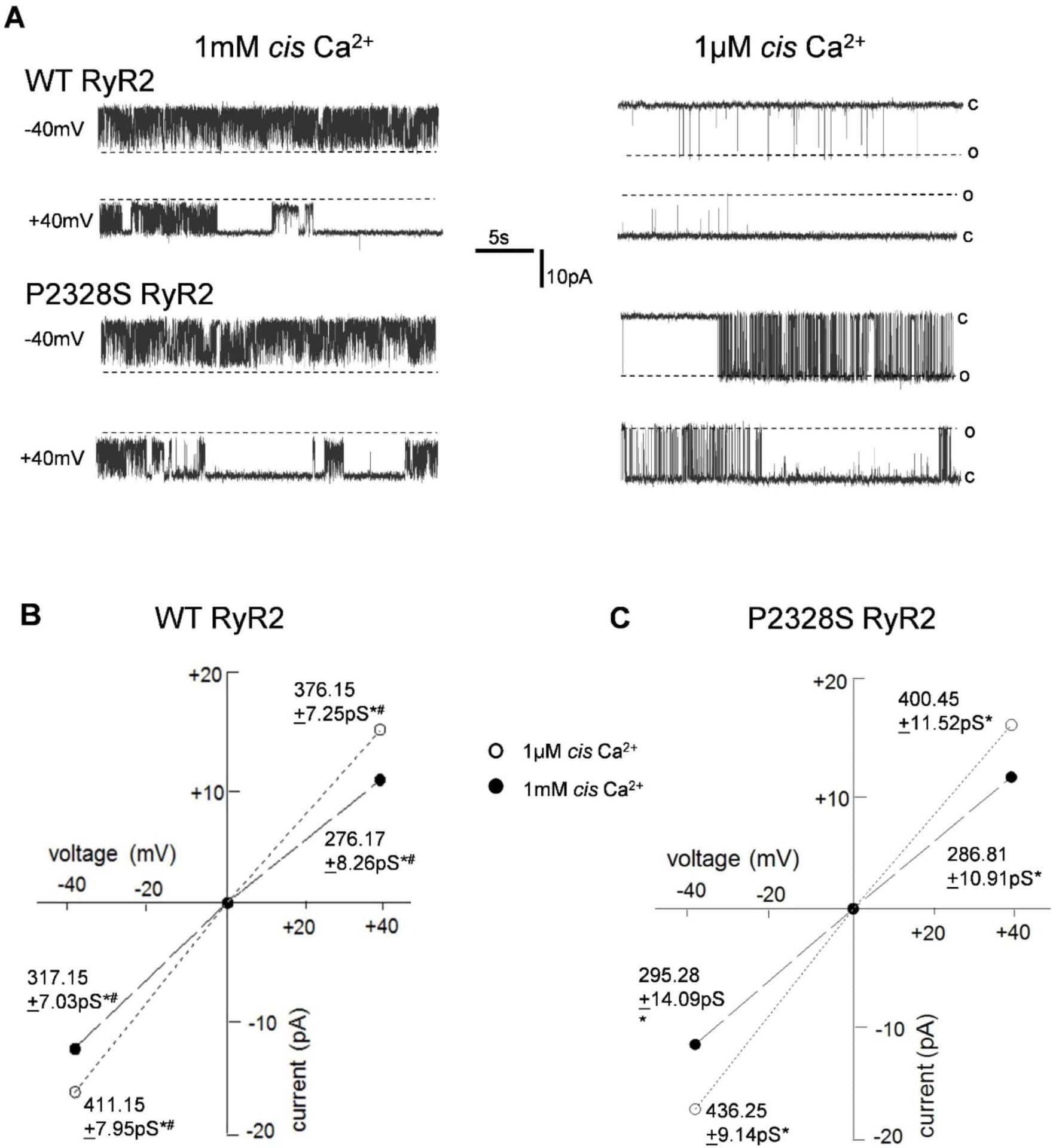 Activity of WT and P2328S RyR2 at 1 mM and 1 �m cytoplasmic (cis) Ca2+