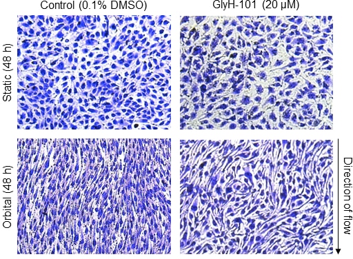 Figure 1. Crystal violet staining of human lung microvascular endothelial cells cultured in the absence (Column 1) or presence (Column 2) of GlyH-101, following 48 h of static incubation (Row 1) or 11.1 dynes/cm2 of shear stress (Row 2).