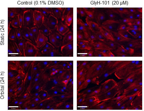 Figure 2. F-actin staining of human lung microvascular endothelial cells cultured in the absence (Column 1) or presence (Column 2) of GlyH-101, following 24 h of static incubation (Row 1) or 11.1 dynes/cm2 of shear stress (Row 2).