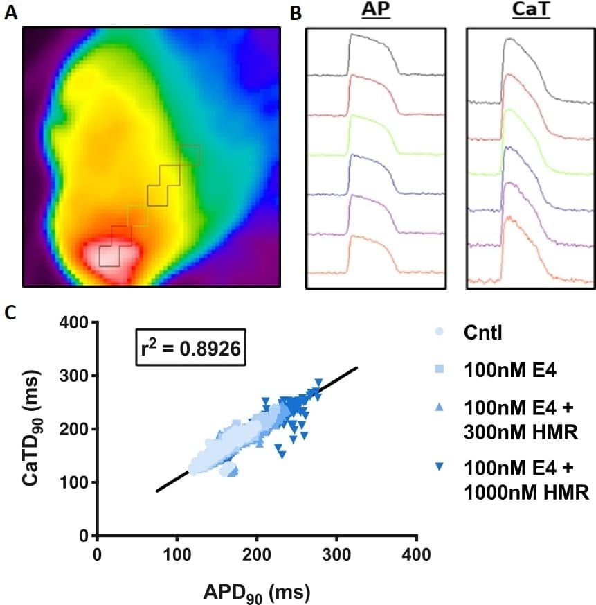 Figure 1. Relationship between action potential duration (APD) and calcium transient duration (CaTD) in the Langendorff-perfused guinea pig heart. (A) Representative image of the left ventricle obtained using optical mapping. (B) Representative averaged action potentials and calcium transients obtained from the regions shown in (A). (C) Effect of prolonging APD by altered pacing frequency or the use of E-4031 + HMR 1556 on CaTD. (n=4).
