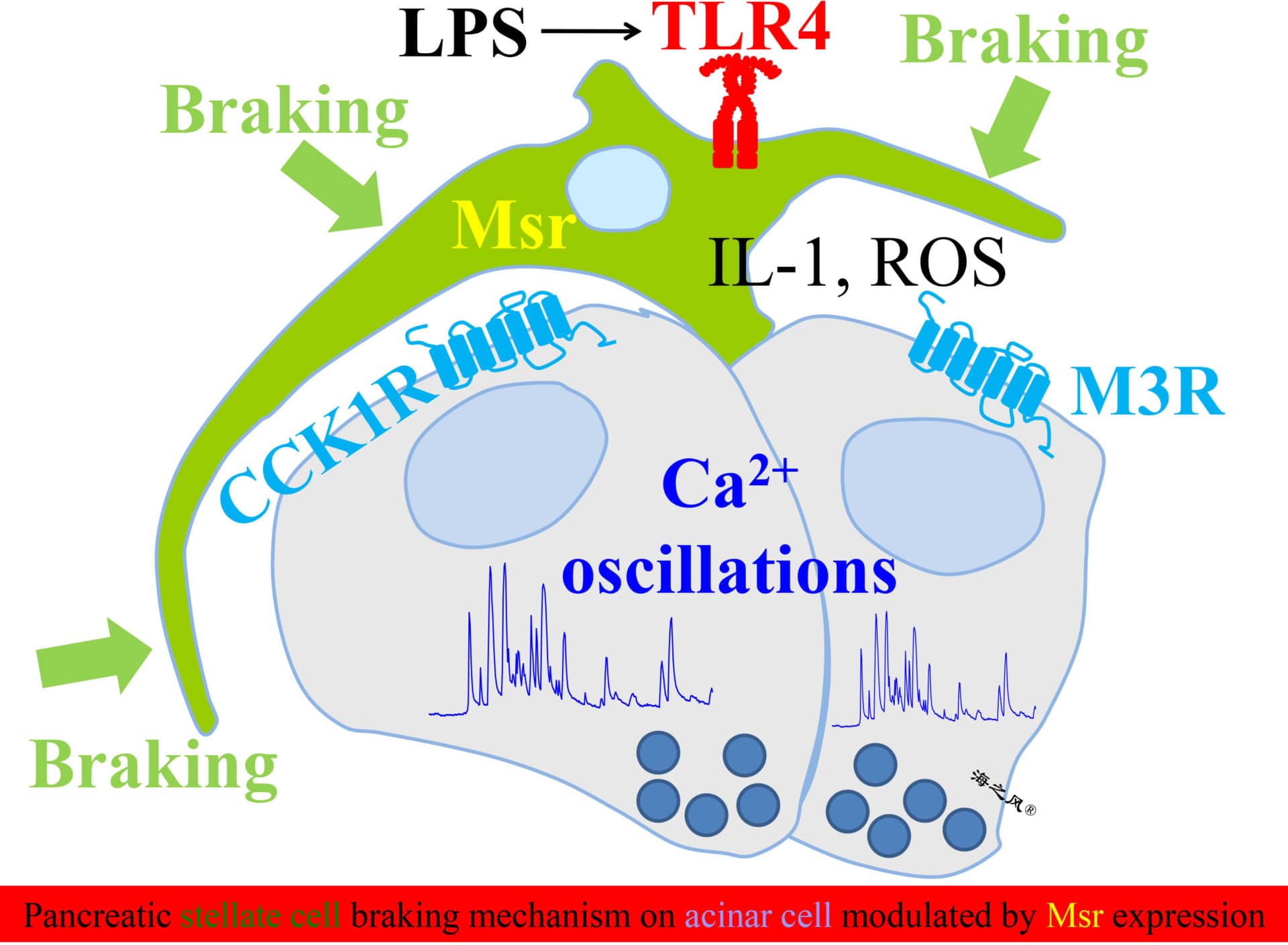 CCK1 or M3 receptor-mediated calcium oscillations in rat pancreatic acinar cells are blocked by surrounding pancreatic stellate cells. LPS stimulation of stellate cell surface TLR4 triggers reactive oxygen species (ROS) generation and IL-1 production, leading to activated state of stellate cells. Stellate cell activation is inhibited by over-expression of Msr to decelerate the braking mechanism. Both IL-1 and ROS could readily diffuse from stellate to acinar cells.