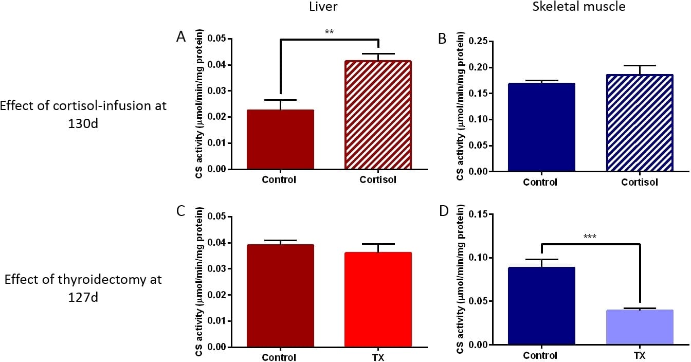Figure. Mean�SEM citrate synthase (CS) activity in skeletal muscle and liver of A&B) control vs cortisol-infused fetuses at 130 days of gestation (d) and C&D) control vs thyroidectomised (TX) fetuses at 127d. ** P<0.01; *** P<0.001 by t-test.