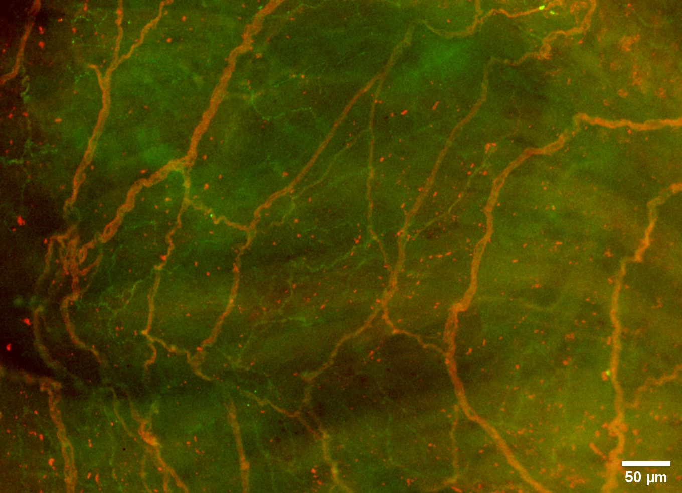 Figure 1: Subendocardial end-net of the inferior venous-atrial junction. Epifluorescent imaging of rat right atrial whole mount showing large red end-nets (neurofilament heavy chain) and smaller green nets (synaptic vesicle protein 2). The presence of synaptic vesicle protein 2 indicates the presence of vesicles. No varicosities are observed in the synaptic vesicle protein 2 net which suggests that these are sensory in nature. No flower spray endings are present. Images were captured using an apochromatic plan objective lens. Images were contrast enhanced and overlayed using Fiji (ImageJ).