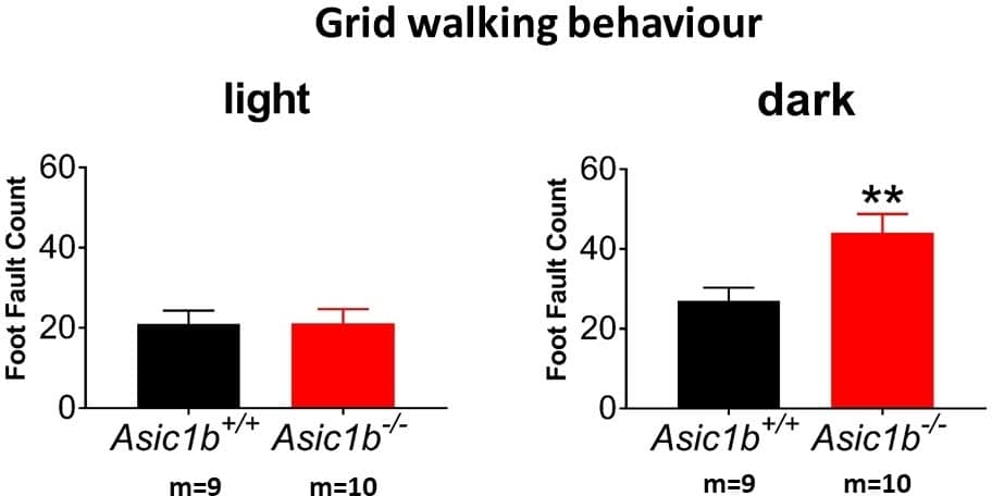 ASIC1b KO greatly increases foot placement errors in grid walking task. Mean � SEM, m (no. of mice). ** P<0.01, t-test.