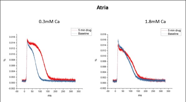 The effect of 5 min ICAGEN perfusion in the rabbit atria in physiological calcium concentration and low calcium