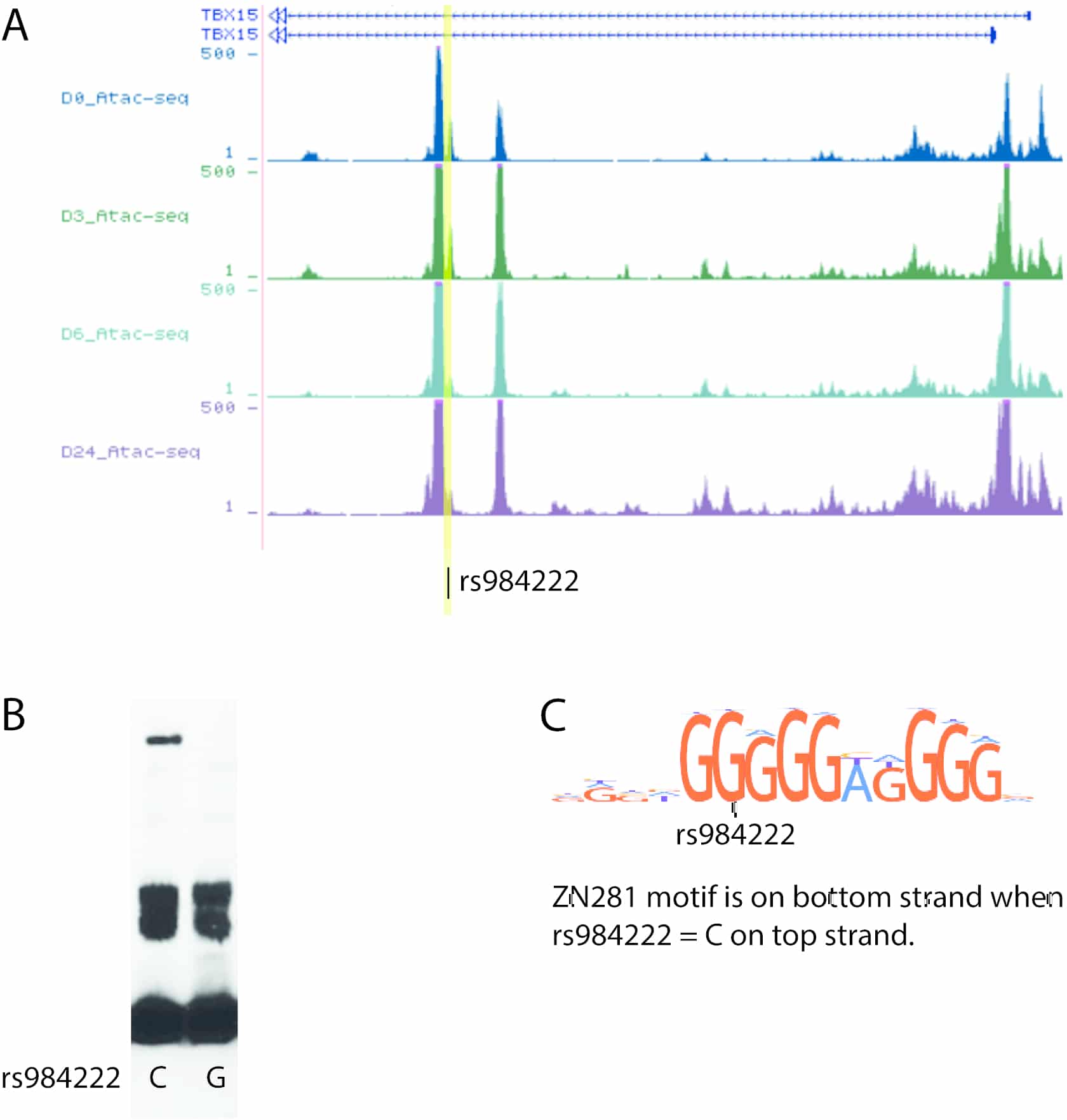 <p style="margin: 0px 0px 10.66px; text-align: justify;"><font color="#000000" face="Calibri" size="3">A: ATAC-seq peaks surround rs984222 in intron 1 of <i style="mso-bidi-font-style:normal">TBX15 at in a human preadipocyte cell line (hWAT) on differentiation day (D) 0, 3, 6, and 24 (mature adipocytes). B: Representative electrophoretic-mobility shift assay of rs984222 biotin labelled oligo with C and G version of SNP and day 4 differentiated hWAT cell nuclear protein. C: Predicted ZN281 motif on bottom strand is not predicted when rs984222=G.</font></p>
