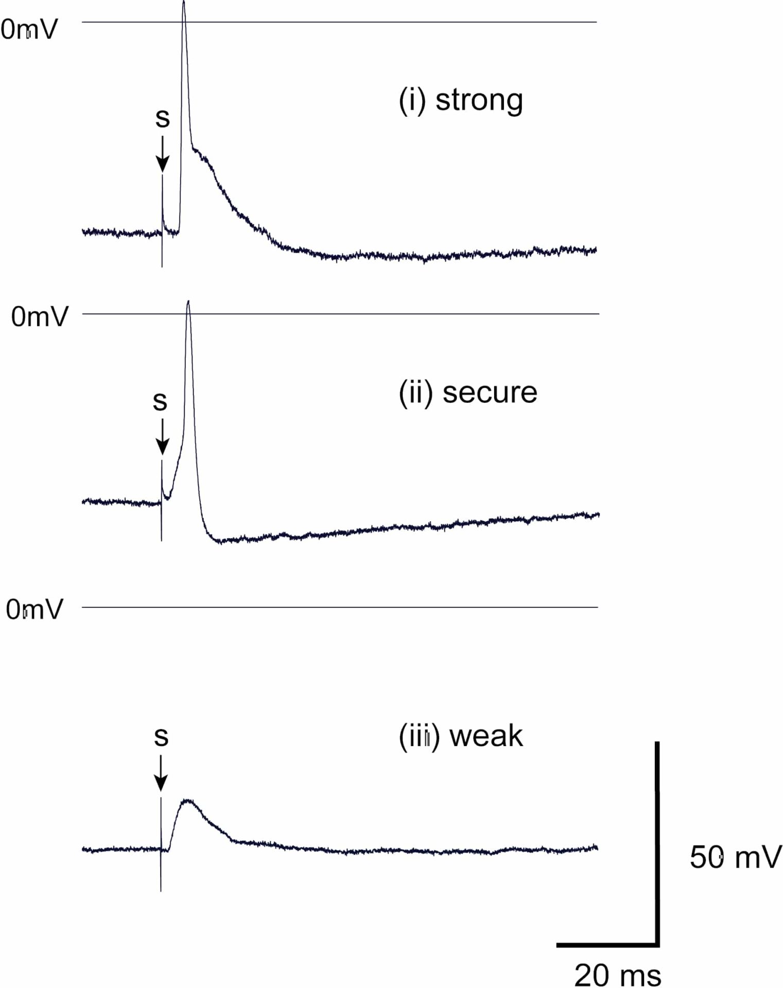 Figure 1. Representative synaptically-evoked postsynaptic responses recorded from mouse ICG neurones in response to vagal nerve stimulation. Postsynaptic responses were classified as:(i) strong where the AP arises early during the EPSP, (ii) secure where the AP arises late in the EPSP, when present, or without an obvious EPSP, and (iii) weak where nerve stimulation (s) evokes a subthreshold EPSP.