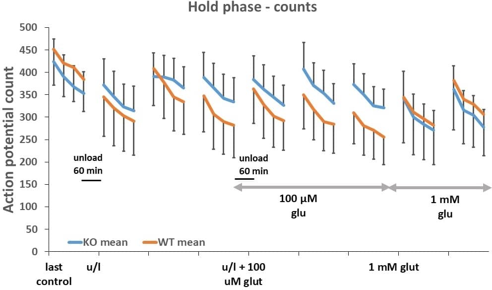 Muscle spindle action potential counts during hold phase of ramp stretch in GluK2-D and WT mice during series of unloading and exogenous glutamate applications. Increasing glutamate from 0.1 to 1 mM caused mild inhibition of firing in GluK2-D mice, but increased mean firing in WT. Mean � SEM, n = 5 (GluK2-D) and 7 (WT).