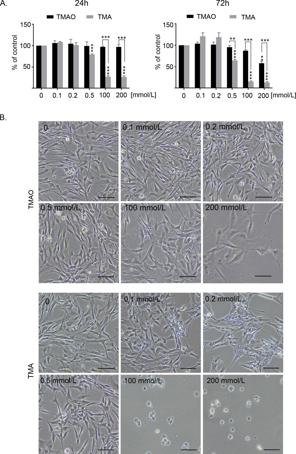 Fig. 2. A. Comparison of viability of human vascular smooth muscle cells (hVSMCs) treated with trimethylamine oxide (TMAO) or trimethylamine (TMA). MTT test was performed after 24 and 72h of treatment. Results were normalized to the control (untreated) cells; Graphs show mean �SE, ** p< 0.01, ***p<0.001; B. Representative pictures showing changes in the number and morphology of cells after 72 hours of treatment with of trimethylamine oxide (TMAO) or trimethylamine (TMA), bar 100�m.