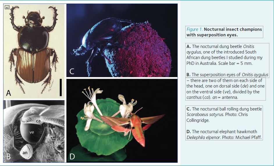 What Do Insects See At Charles Cloyd Blog What Do Insects See At Charles Cloyd Blog