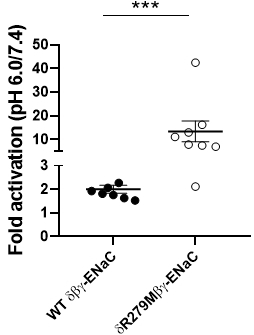 Figure 2: Fold-activation of WT dß?-ENaC and dR279Mß?-ENaC as calculated from ?Iami at pH 6.0 and pH 7.4.