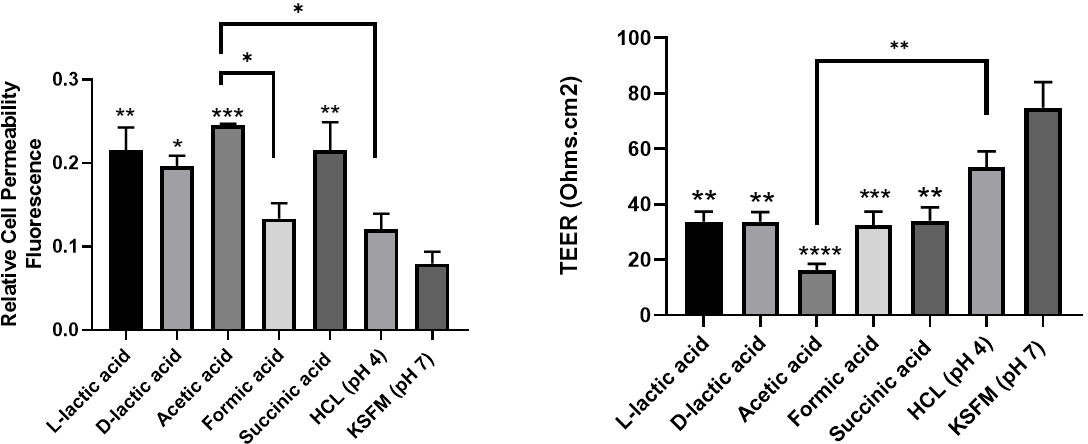 VK2 cells were treated with 0.3 % w/w of acid for 24 hours on day 10 in culture. (LEFT) cell permeability was assessed by measuring the relative transport of sodium fluorescein in the basolateral chamber 2 hours after treatment in apical chamber (n=3). (RIGHT) TEER measurements were taken upon completion of the permeability assay (n=3). All data expressed as means ? S.E.M. and asterisks represent comparison to control (KSFM).