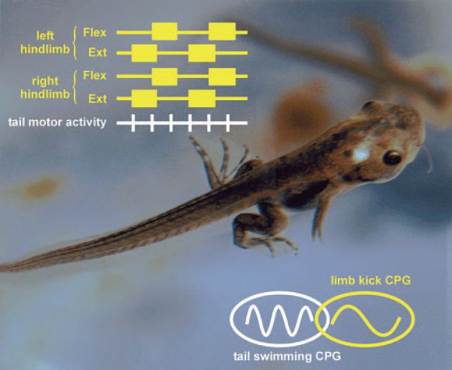 Metamorphosis from tadpole to frog: a tale of two networks - The