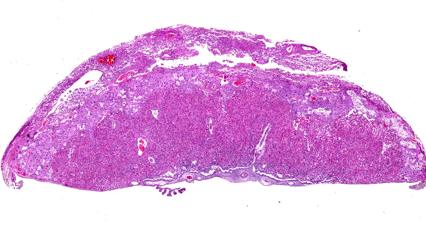 Histological staining of mouse placenta