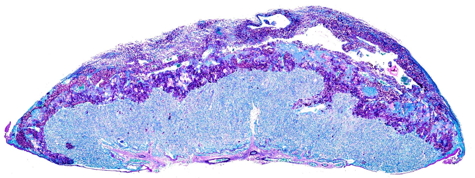 Histological staining of mouse placenta
