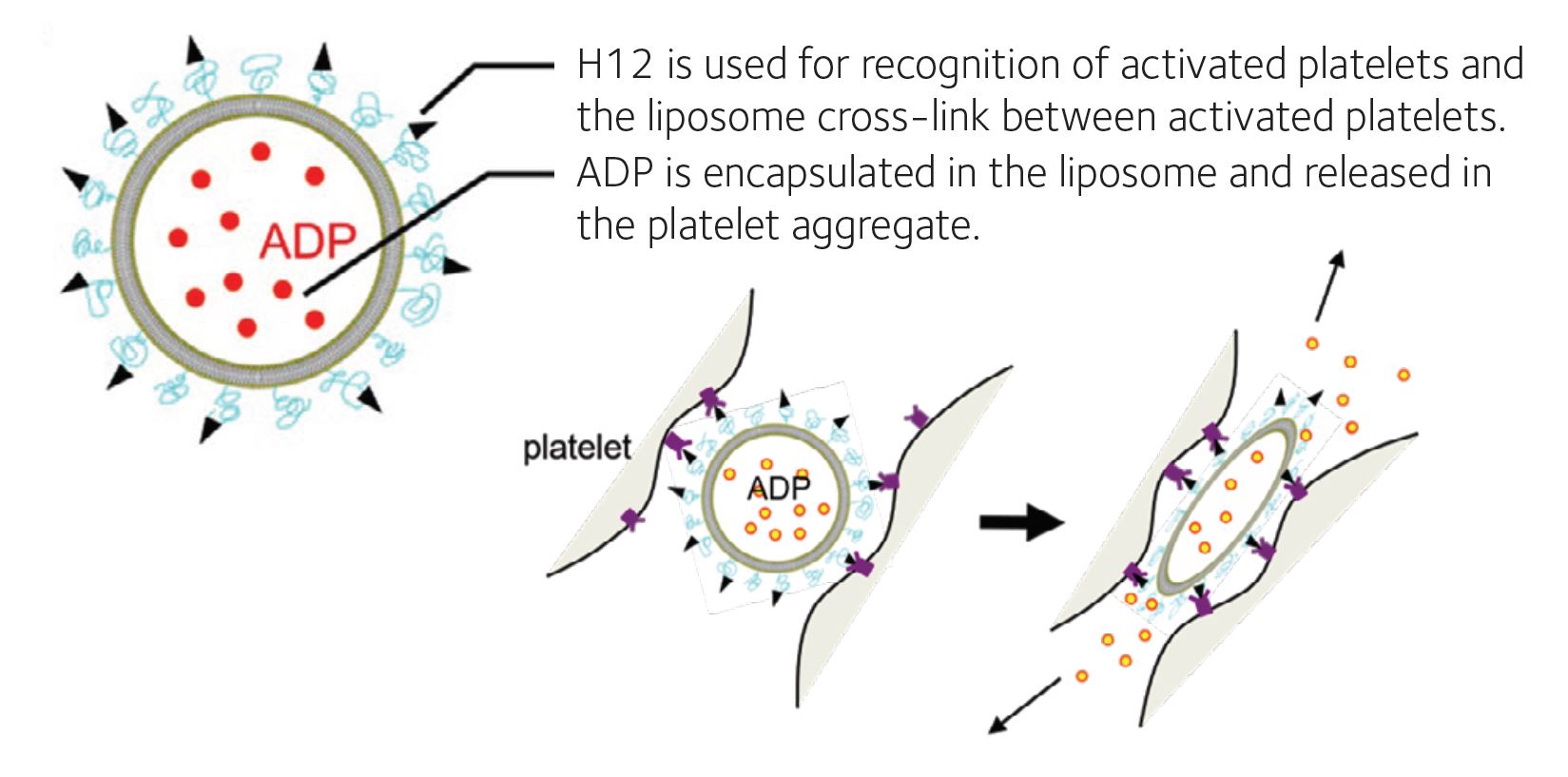 Artificial blood transfusion: - The Physiological Society