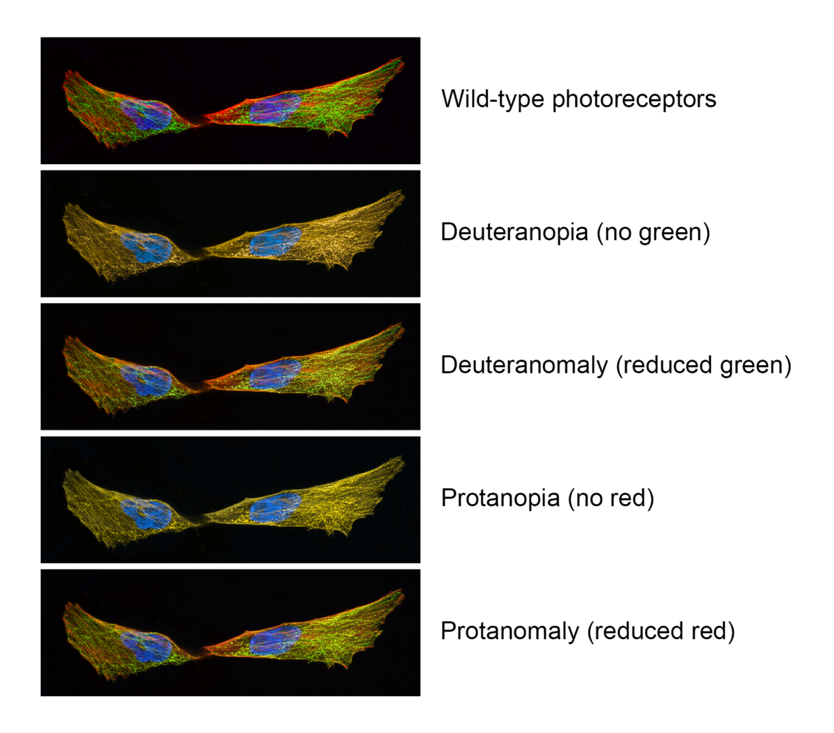 New colour accessibility policy for The Society’s journals - The ...