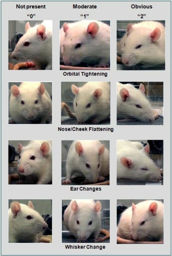The impact of nociception and pain: Implications for animal welfare ...