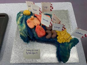 Anatomy Of A Whale labelled internal organs of a whale