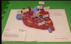 Heart Cake with a description of each part of the heart on a toothpick stuck in the cake. The cake is red, blue and yellow and is placed on a white sheet paper, on top of a green matt.