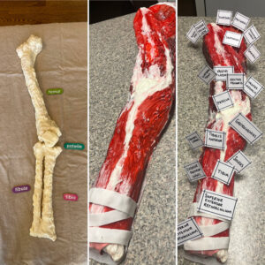 Muscle Movers cake showing the combination of bone and skeletal muscle. The cake is red and white and described the different parts of the muscle tissue.