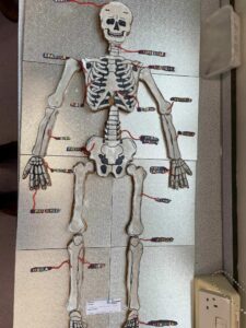 Skeleton cake which shows the bones (and joints) of the human skeleton made in biscuit and edible labels
