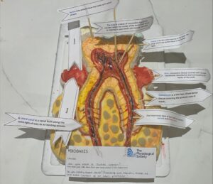 A tooth cake, presenting our realistic model of the cross-section of an adult premolar!