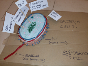 Bacteria cake baked using blue, green and red string sweets and blue and pink icing. The cake explain the structure of bacteria. The cake is on top of cardboard.