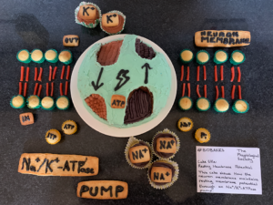 Resting Membrane Potential cakes on a black background, the cake is showing how the neurone membrane maintains resting membrane potential through an Na+/K+-ATPase pump