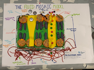 The Fluid Mosaic Model showing how molecules enter body cells.
