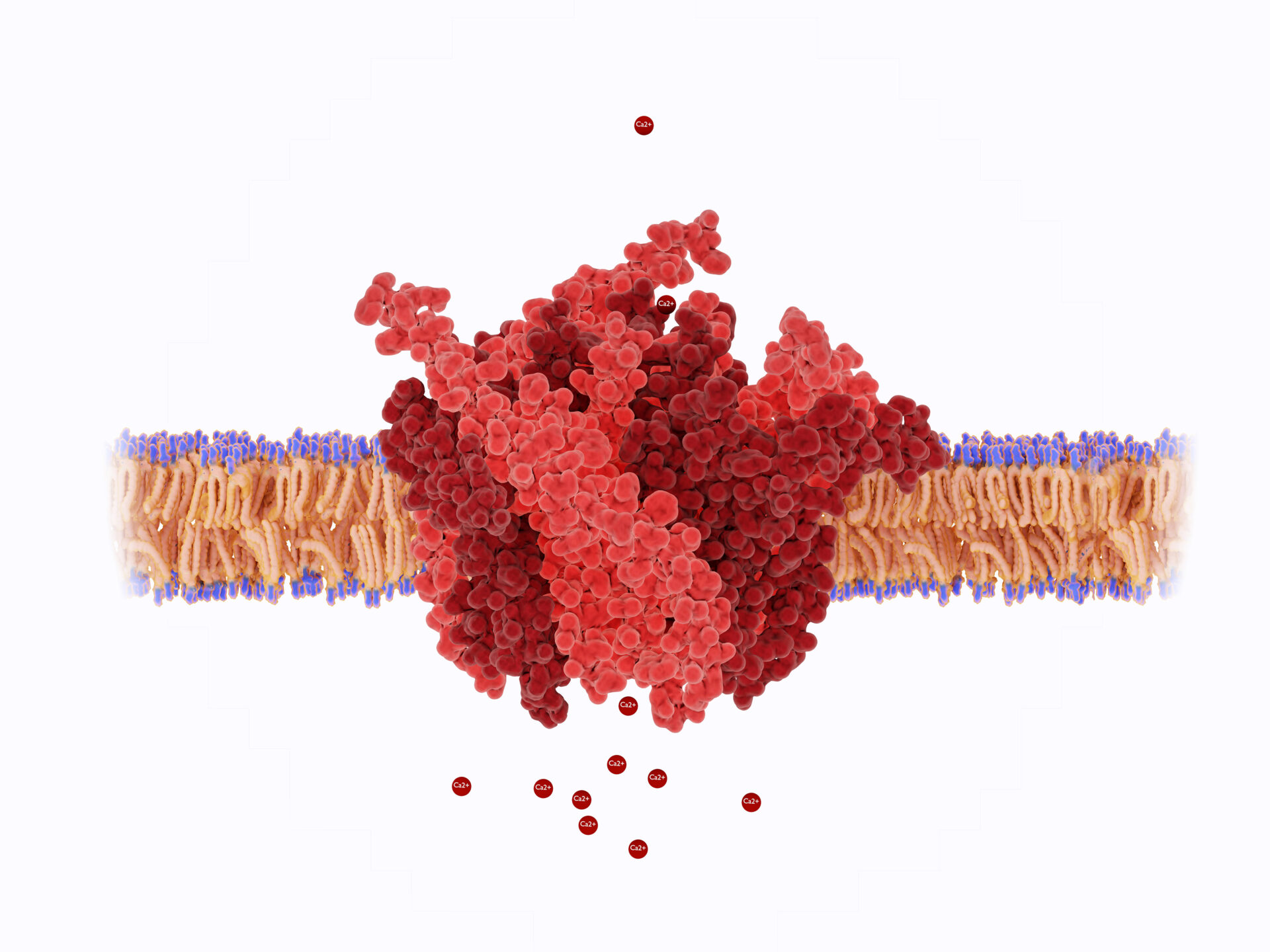 Acidic Ringer Ca2+ Signaling Through Acidic Organelles: From Ringer to the Cell’s ...