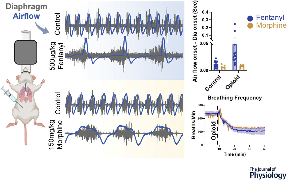 The impacts of the opioids morphine and fentanyl on respiration and airway stability in mice.