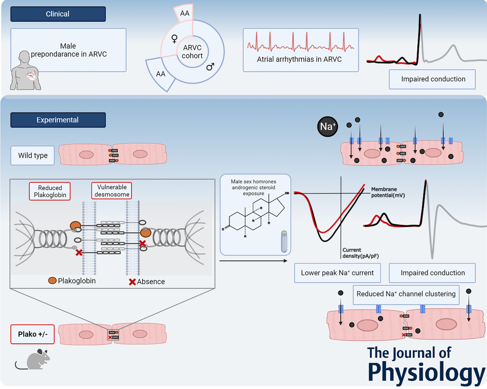 Anabolic steroids could trigger underlying heart conditions 