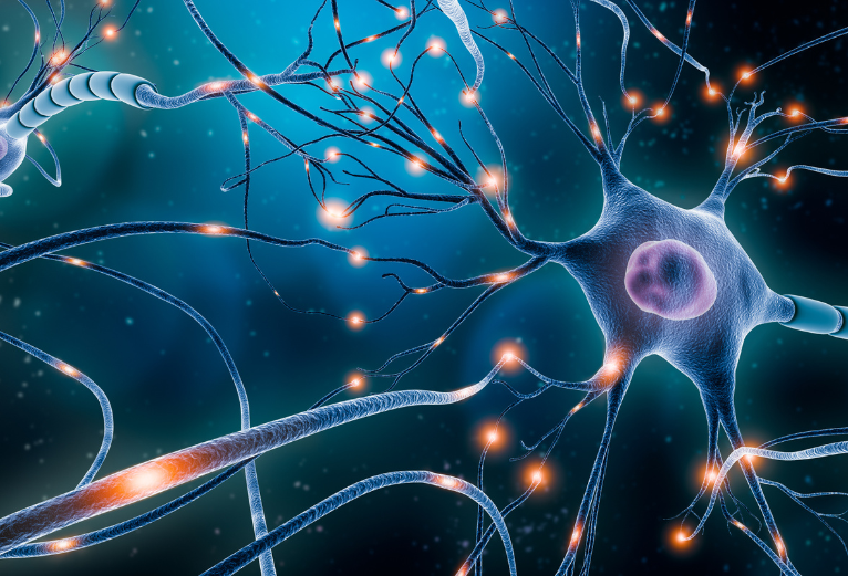 Huxley's legacy and action potential