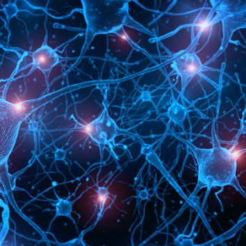 How does the brain encode sensory information and form memories? Dr Andrew Lin, The Physiological Society's Prize Lecture recipient, explains in this article, published in Physiology News.
