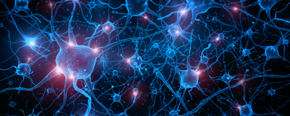 How does the brain encode sensory information and form memories? Dr Andrew Lin, The Physiological Society's Prize Lecture recipient, explains in this article, published in Physiology News.