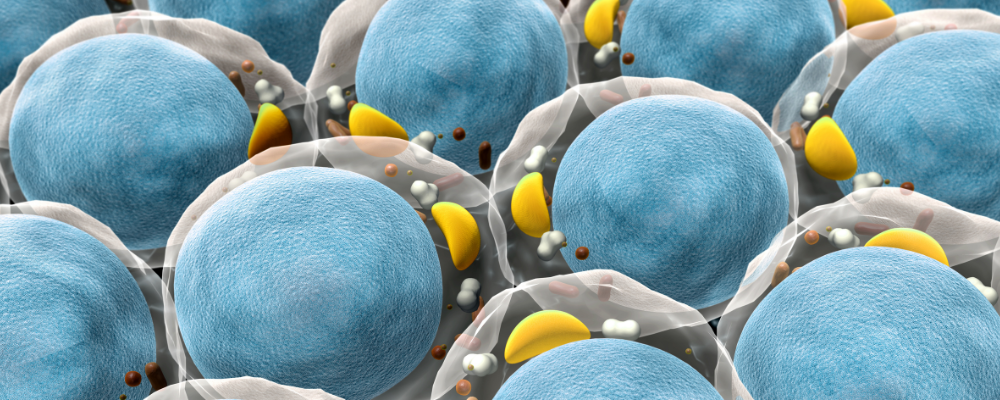 Physiology of Obesity: From Mechanisms to Medicine
