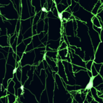 Unravelling codes for better health and disease prevention. Josh Thorley, Physiological Reports ECRs Short Review competition winner, tells us more.