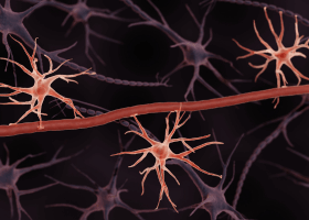 UK Glia 2026 meeting will highlight the pivotal role of glia in brain physiology, offering invaluable insights for those investigating glia function in both health and disease. Find out more about the event taking place on 8-9 June 2026.