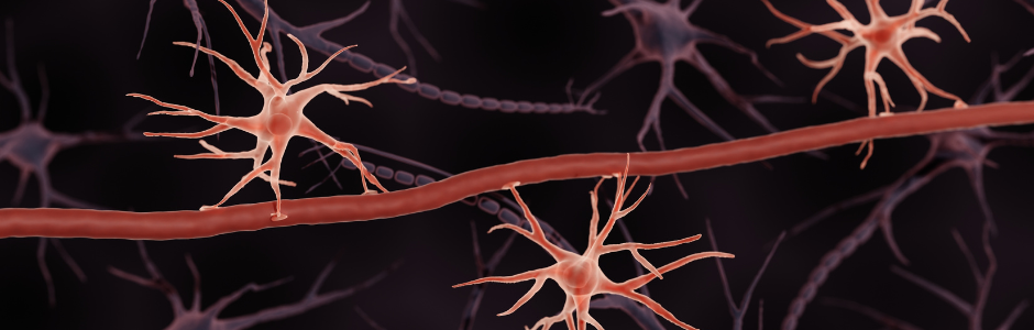 UK Glia 2026 meeting will highlight the pivotal role of glia in brain physiology, offering invaluable insights for those investigating glia function in both health and disease. Find out more about the event taking place on 8-9 June 2026.